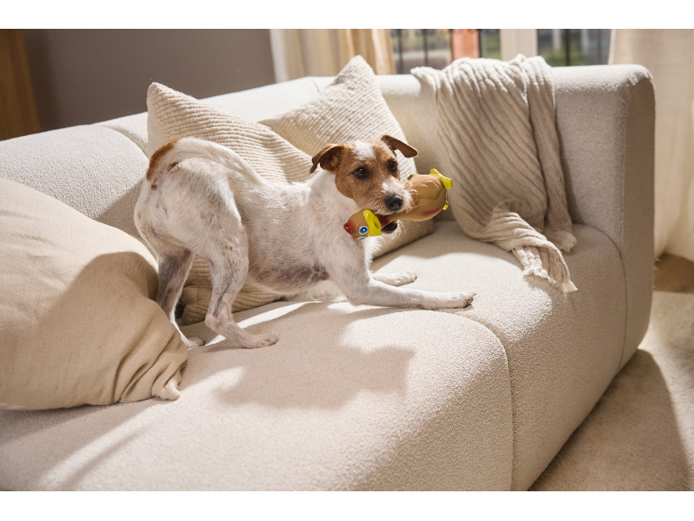 Pas Jack Russell terijer igra se igračkom na bež kauču.