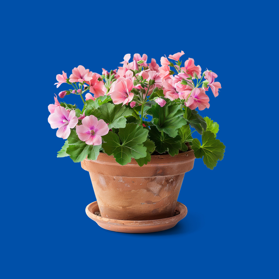 Ružičaste pelargonije u terakotnoj posudi sa tanjurićem.