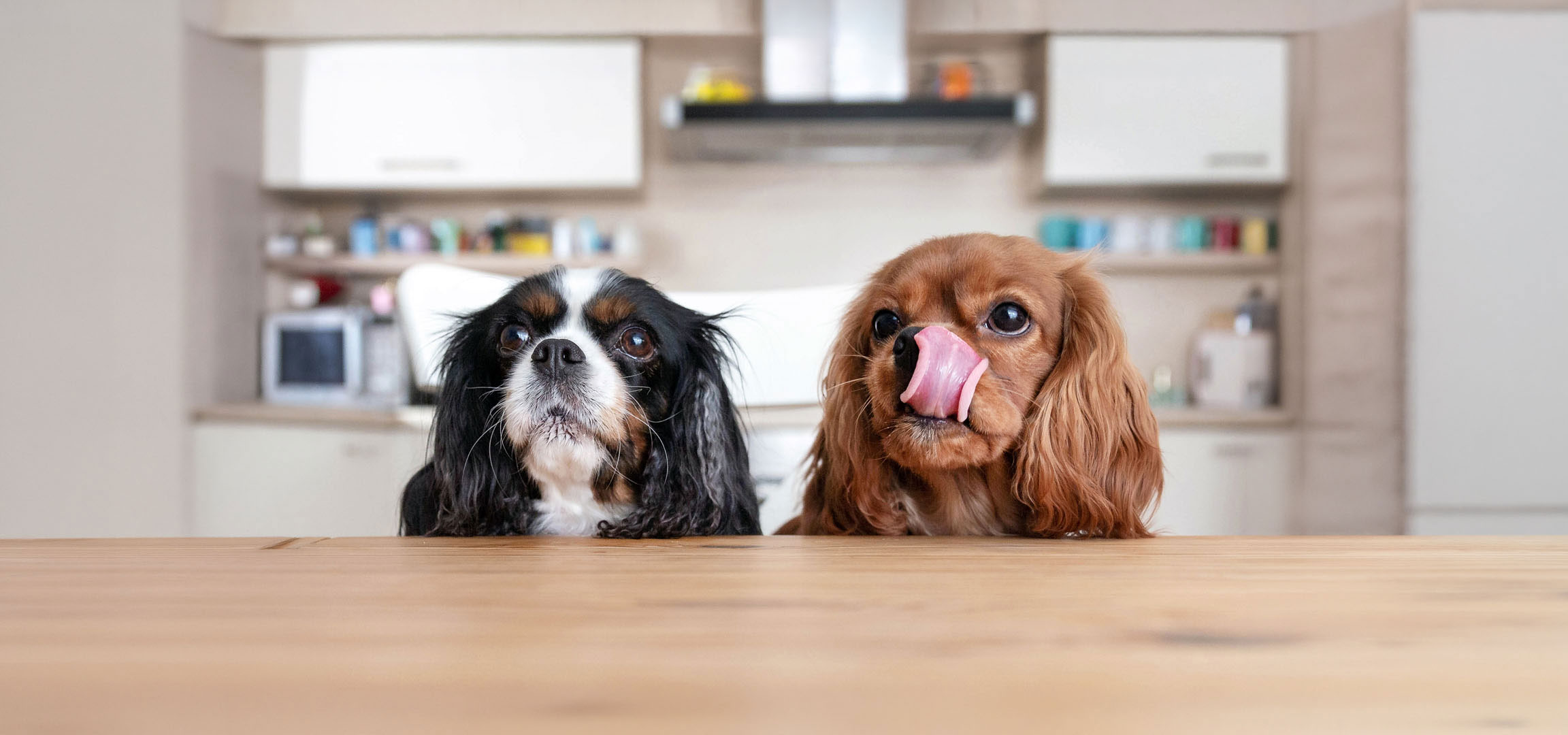 aiLabeling.aiLabelForImageAltText: Dva psa Cavalier King Charles španijela, jedan trobojni i jedan riđi, gledaju s stola.